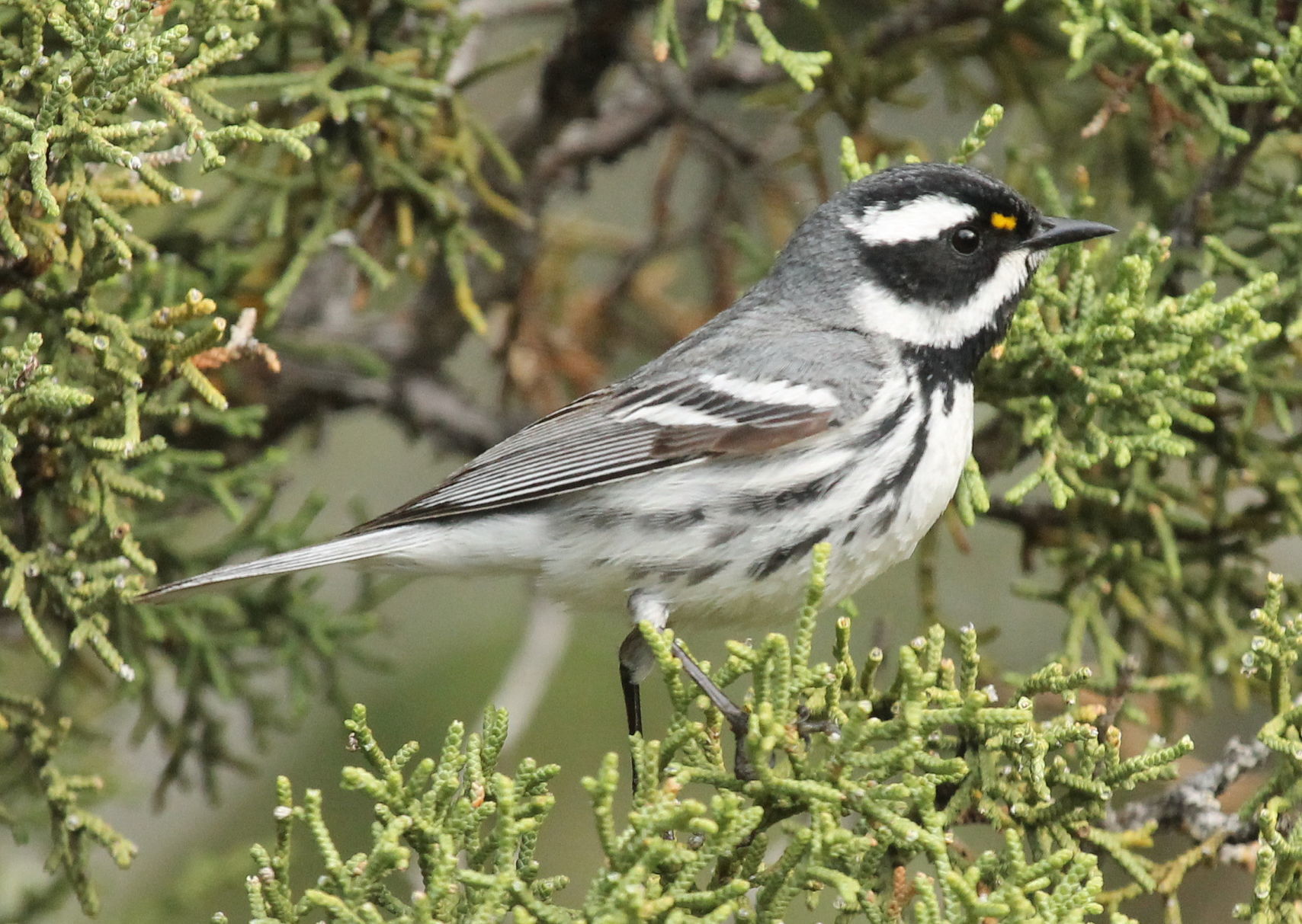 Black-throated gray warbler